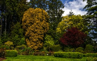 Картинка зелень, лето, парк, кусты, деревья, трава