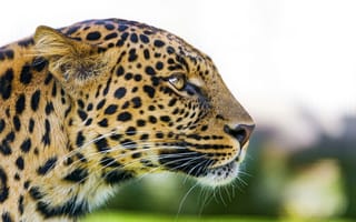 Обои леопард, профиль, хищник, взгляд, panthera pardus, leopard, морда