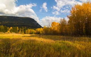 Картинка field, Autumn, fall