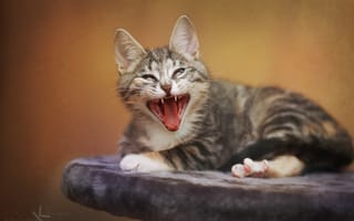 Картинка Котики, зевает, животные, забавно, cat, мило, малышка, пушистик, кошка, котенок, смешно, кошки, кот
