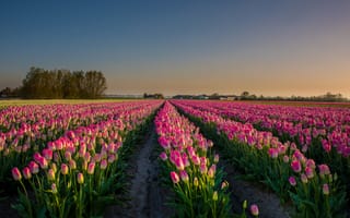 Обои цветы, поля, Нидерланды, пейзаж, тюльпаны