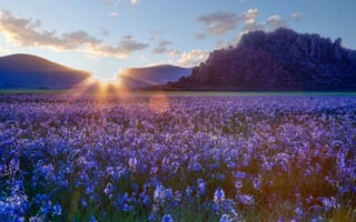 Картинка цветы, Camas prairie, степь, восход, камассии, рассвет, Айдахо, прерия, Idaho
