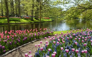 Картинка цветы, Keukenhof, вода, Парк, Нидерланды, пруд, Netherlands, лето, Garden of Europe, тюльпаны