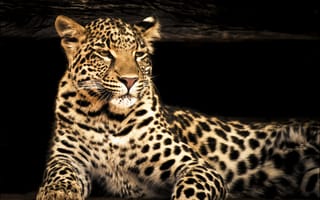 Картинка леопард, размытость, хищник, взгляд, фотошоп, морда