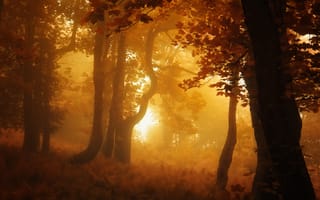 Картинка forest, Autumn, fall, fog