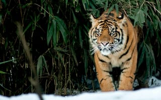 Картинка снег, кошка, взгляд, тигр