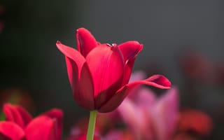 Картинка цветы, лепестки, боке, тюльпаны