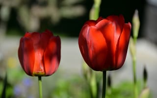 Картинка весна, тюльпаны, красные, spring, Tulips, red