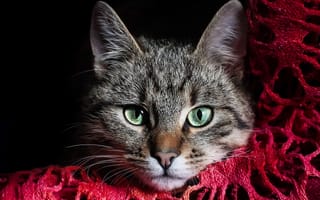 Картинка кошка, ткань, глаза, серый, морда, кот, зеленые, красная, полосатый