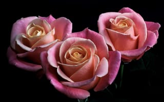 Обои розы, черный фон, бутоны, лепестки, цветы, розовые