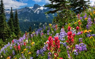 Картинка Mount Rainier National Park, горы, цветы, луг