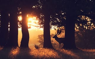 Обои олень, лес, утро, природа
