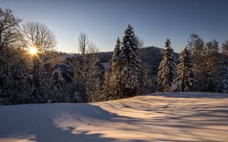 Картинка Швейцария, снег, зима, утро, лес, солнце, Санкт-Галлен, Hulftegg, природа, Philipp Häfeli Photography
