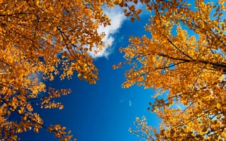 Картинка небо, листва, золотая осень, природа, ветки