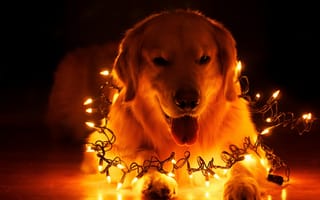 Картинка собака, праздник, дом