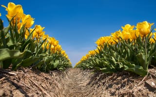 Картинка поле, небо, тюльпаны, желтый, солнце, цветы