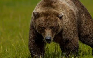 Картинка медведь, топтыгин, трава