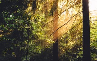 Картинка зелень, лес, тень, света, лучи, деревья