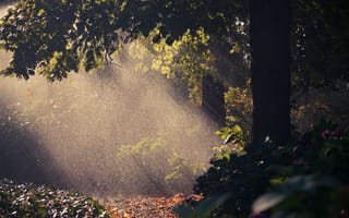 Картинка дерево, листва, осень, капли, дождь, свет, природа