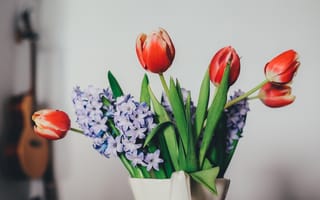 Картинка цветы, тюльпаны, лепестки