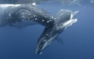 Картинка whale, море, природа