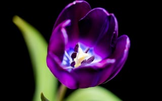 Картинка фиолетовый, макро, purple, Tulip, macro, тюльпан