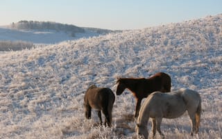 Картинка лошадь, казахстан, степь, мороз, выгон HD, зима, кокшетау, конь, снег, табун, сопка, пастбище