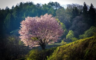 Картинка дерево, природа, сакура, цветущее, лес, Nagano, Япония