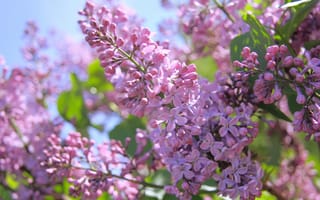 Картинка солнце, весна, branches, сирень, spring, lilac