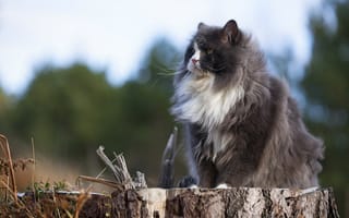 Картинка кошка, природа, пень
