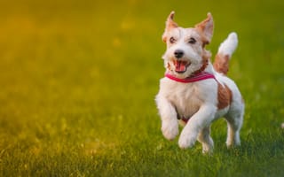 Картинка собака, прогулка, настроение, Джек-рассел-терьер, радость