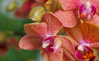 Картинка макро, Фаленопсис, орхидеи, экзотика