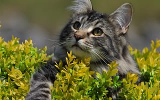 Картинка кошка, взгляд, мордочка, Норвежская лесная кошка, лапка
