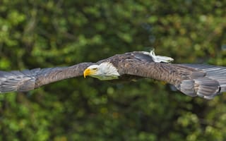 Картинка Белоголовый орлан, полёт, крылья, птица, хищник