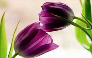 Обои лепестки, цветы, тюльпаны