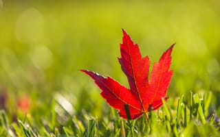 Картинка трава, осень, лист, клен, красный, бордовый