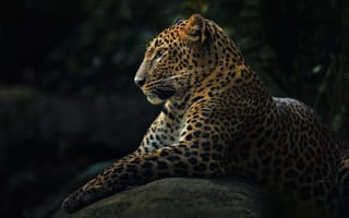 Картинка леопард, panthera pardus, хищник, животное