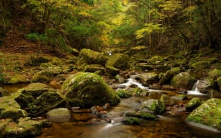 Картинка осень, лес, листья, ручей, камни, деревья, мох