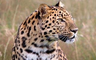 Картинка леопард, взгляд, охота