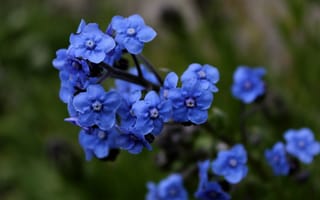 Картинка цветочки, синие, Flowers, blue