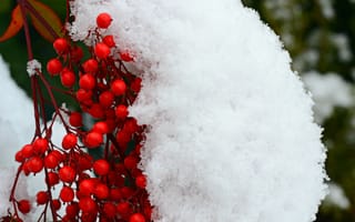 Обои снег, ягоды, ветка, красные