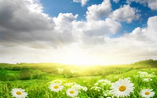 Обои цветы, пейзаж, трава, солнце, небо, свет, поле, облака, природа, ромашки