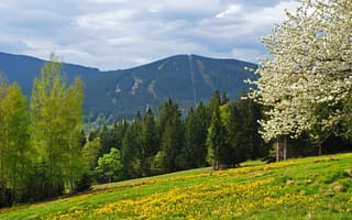 Картинка весна, Шумава, лес, Železná Ruda, Чехия, гора Шпичак, vrch Spicak, горы, narodni park Šumava, поле