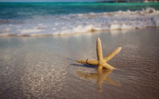 Обои Море, волны, песок, природа, морская звезда, пляж