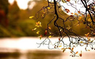 Картинка листва, природа, ветка, осень
