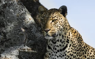Обои леопард, хищник, морда, взгляд, leopard