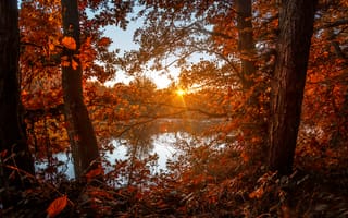 Картинка осень, лес, Autumn, sun, lake, солнце, fall, colors, озеро, leaves, forest, листва