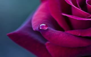 Картинка Роза, макро, капелька, лепестки, красная, цветок, бордовая