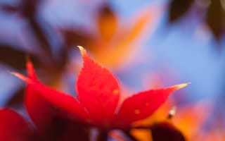 Картинка Осень, яркий, оранжевый, кленовый, размытость, макро, лист