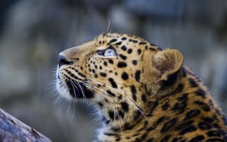 Картинка леопард, leopard, взгляд вверх, усы, морда